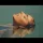 STEFANIA - Soarele meu